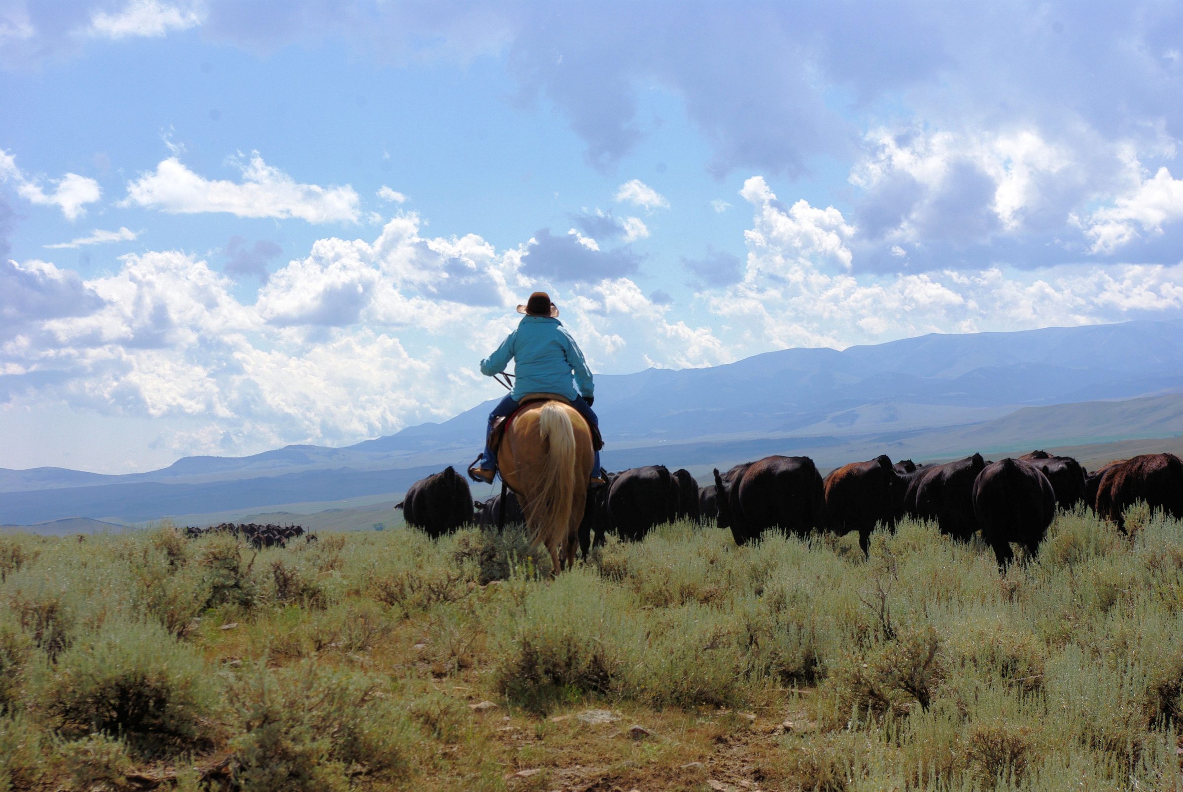 Bonanza Creek Country Ranch Montana